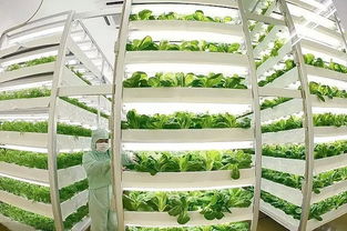 魚菜共生 養魚不換水、種菜不施肥的生態農業新模式