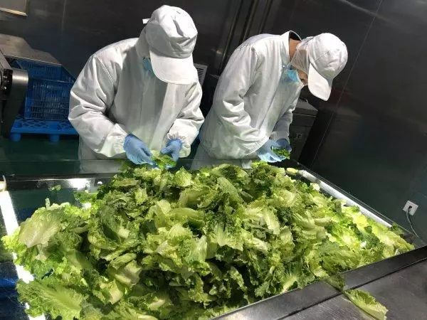 振興動態 | 新品種引領餐桌革命，萬科農業以即食蔬菜打開市場新藍海