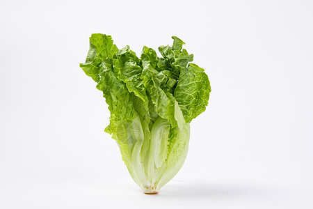 綠意盎然的生命起點(diǎn) 蔬菜白底苗木的培育與價值